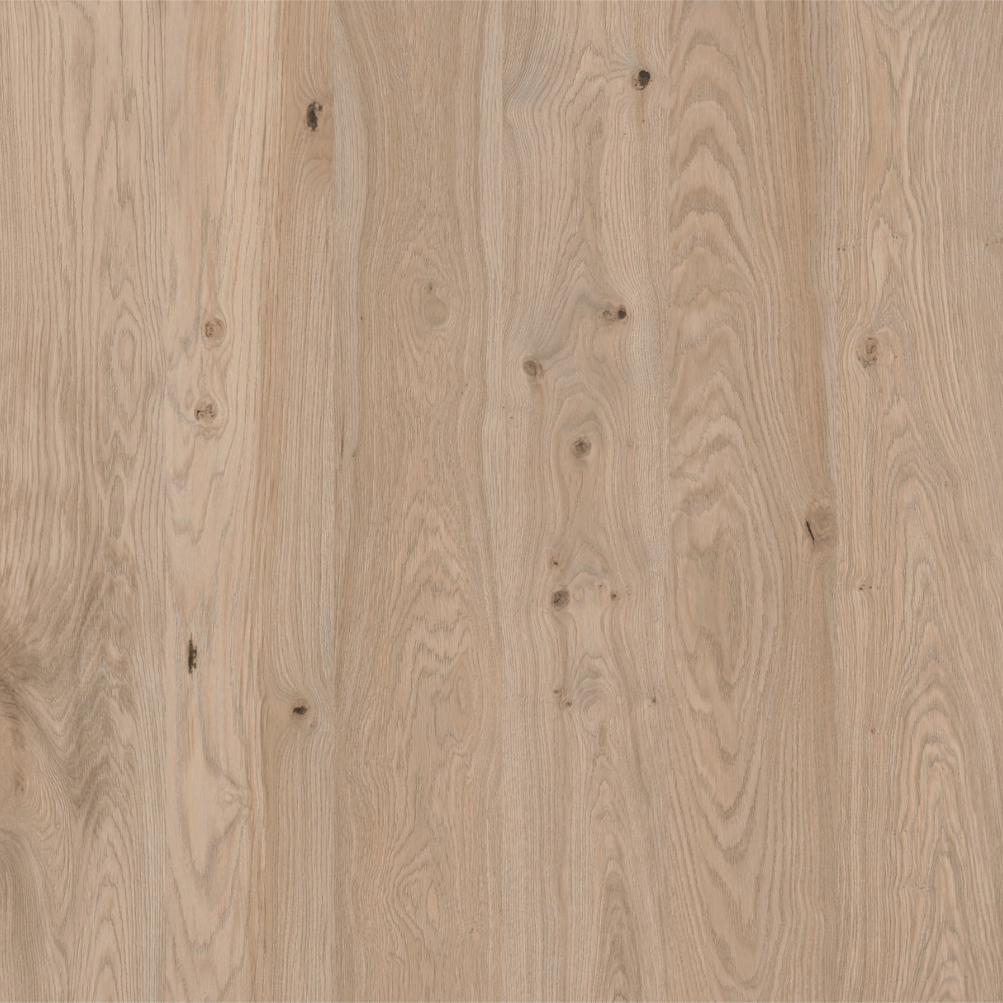 Sand Oak