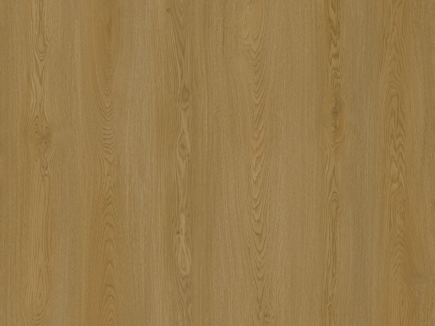 Canyon Oak